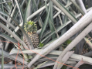 Pineapple on a plantation in Limon Province Costa Rica. Photo by Jim Jensen