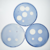To study which animals make amylase in saliva, scientists punched tiny holes into a starchy gelatinous substance, and filled the holes with saliva from varied species. Saliva containing amylase will break down the surrounding starch, leading to the circular patterns seen here. Larger circles form when saliva contains more amylase. Credit: Douglas Levere / University at Buffalo