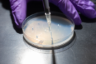 A scientist pipettes saliva into a hole punched into a gelatinous substance called agar that contains starch. Saliva that contains amylase will break down the surrounding agar. Credit: Douglas Levere / University at Buffalo