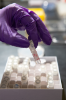 Vials of saliva collected from various mammals, including a pig. Credit: Douglas Levere / University at Buffalo