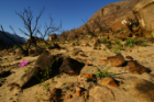 New plant life emerges in the fynbos of South Africa after a wildfire. Such fires, which help many native plants reproduce, make it difficult to detect unusual changes in vegetation. Photo: Adam Wilson