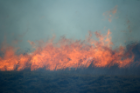 A wildfire burns in the South African savanna. Similar fires are common in the fynbos, an ecologically important belt of shrubland found along the country’s southern tip. Photo: Adam Wilson