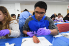 Jim Bertulfo, a freshman biomedical sciences major, works on his pig's foot.
