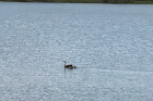 Mother and babies take a swim.